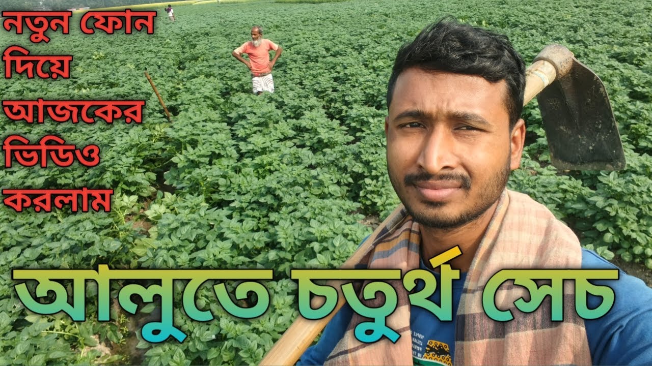 আলুতে চতুর্থ সেচ দিলাম