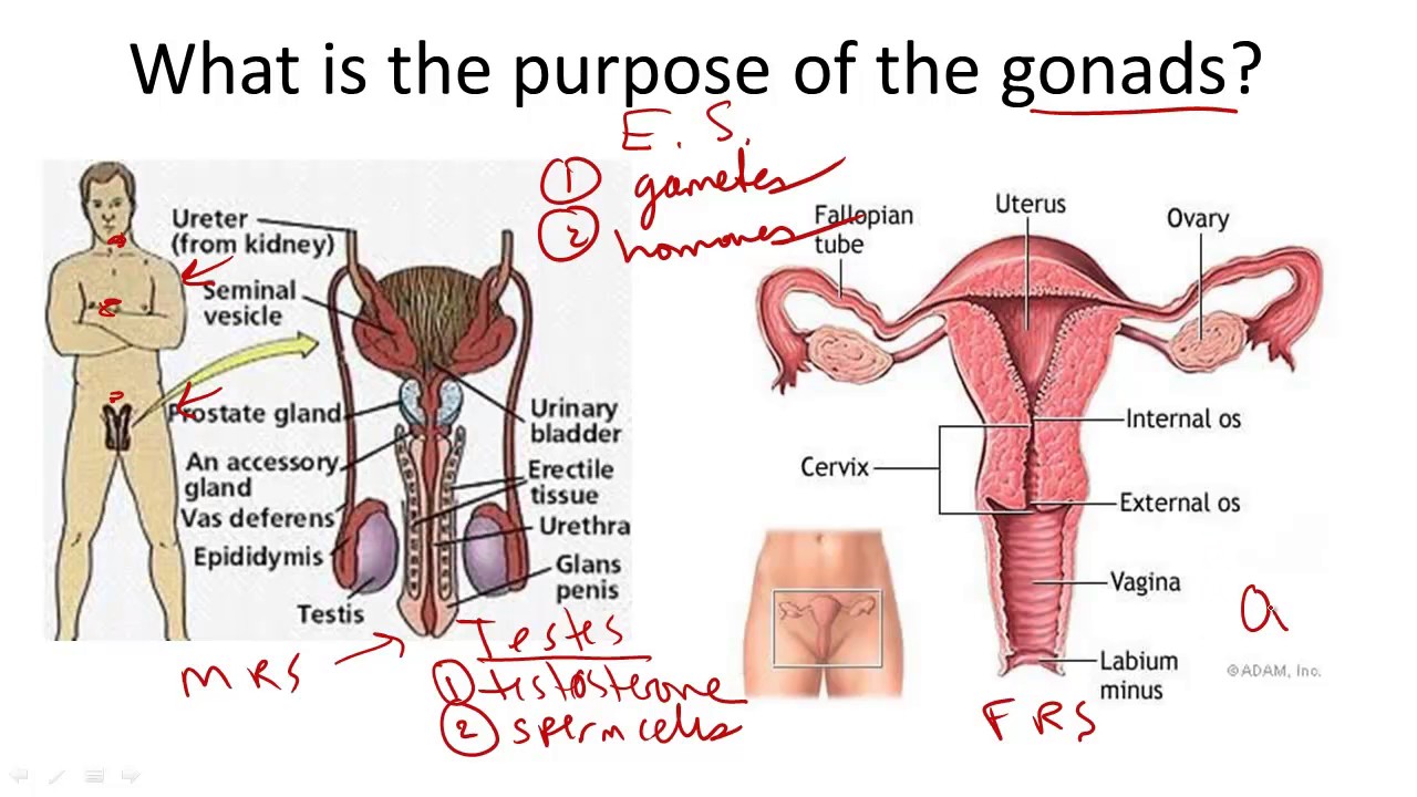 Gonads