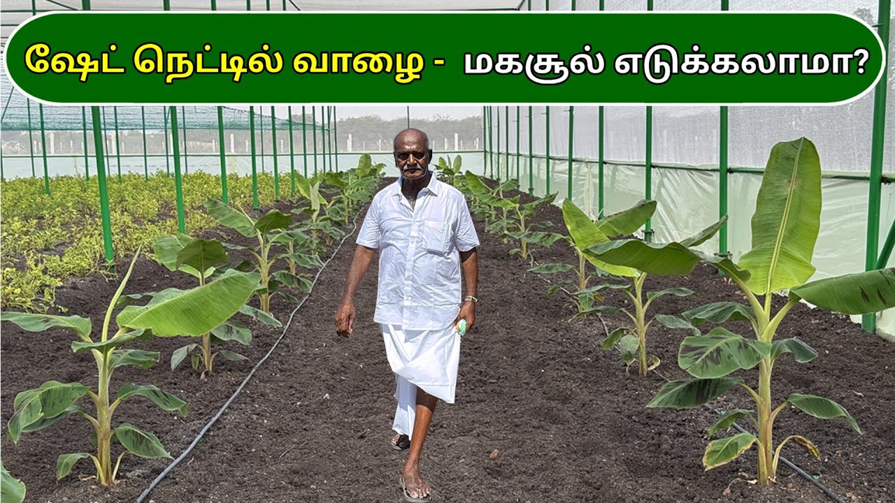 ஷேட் நெட்டில் வாழை - மகசூல் எடுக்கலாமா? | Bananas in shade nets - can they yield? | Ponnuswamy