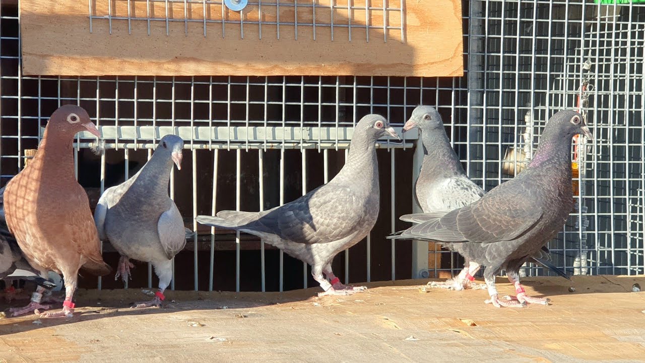 Super food for breeding pigeons