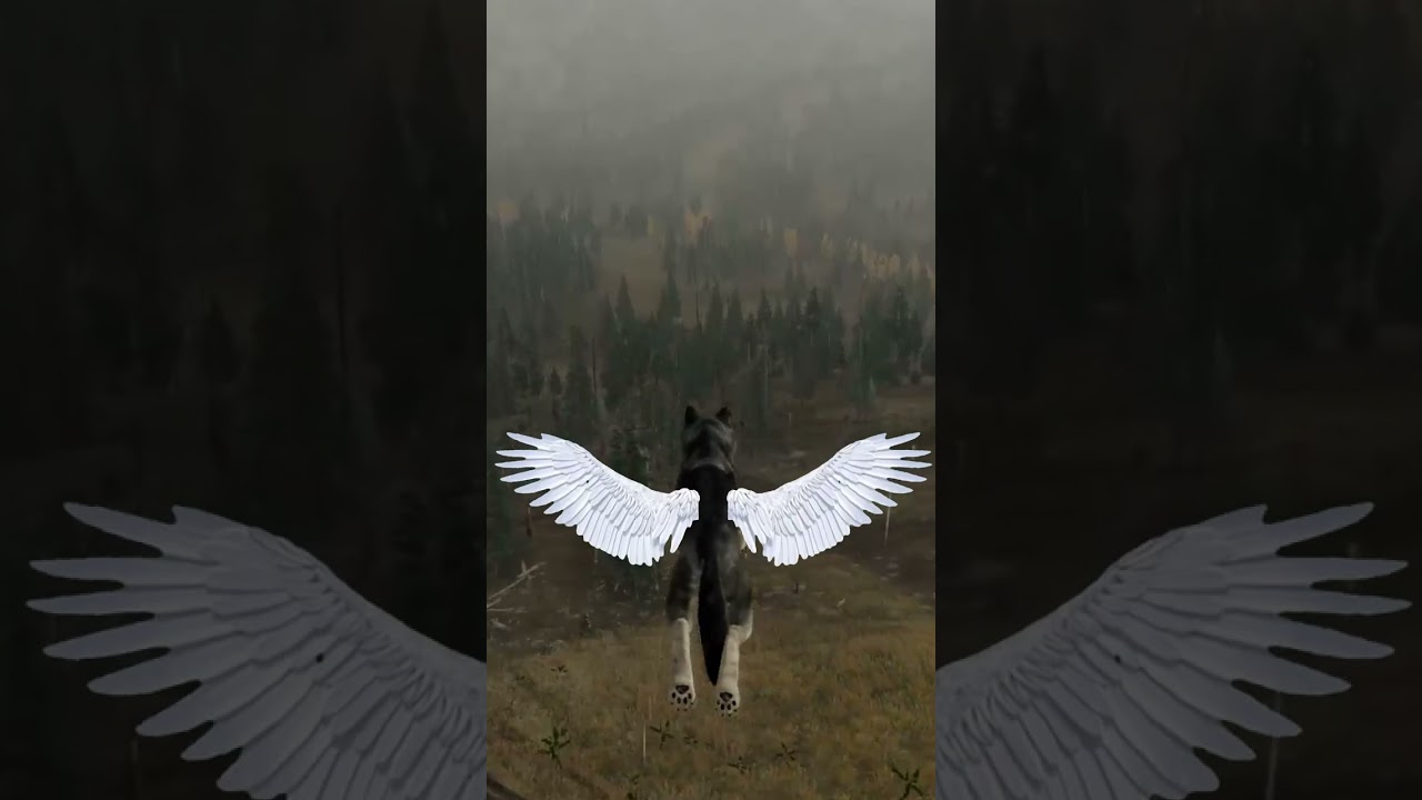 WolfQuest 3 AE |come and fly away with me |🦋🦋✨✨|trend