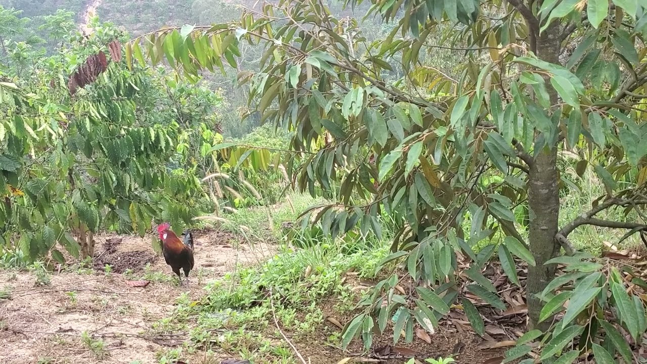 With bait like this, no wild chicken can resist; you'll be captivated when you see it. 01/31/2026
