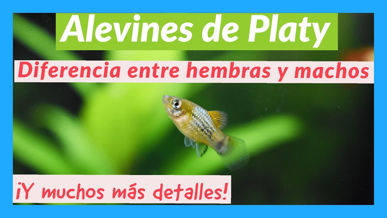 Diferencia entre Platy macho y hembra. Alevines de platy.