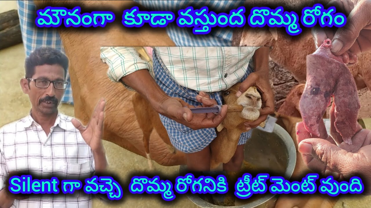 silient pneumonia (దోమ్మరోగం) treatment #sheepfarming #asmr #pneumonia #farming #jaijawanjaikisan