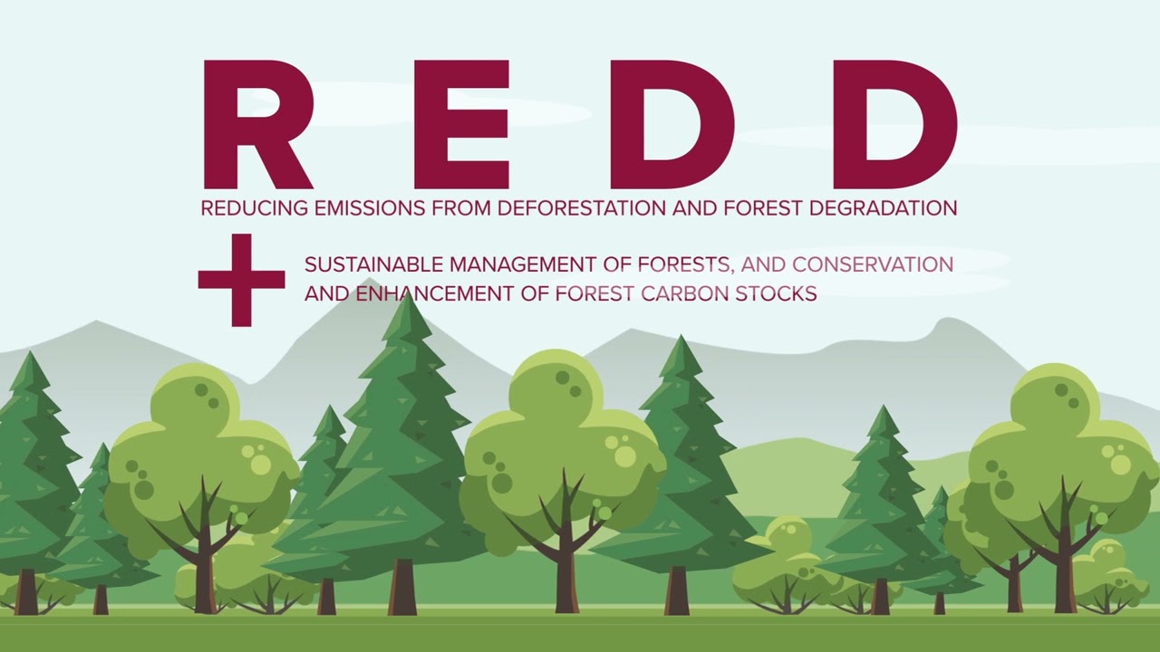 REDD+ Projects Help to Mitigate Climate Change - produced by IETA/ITN 2022
