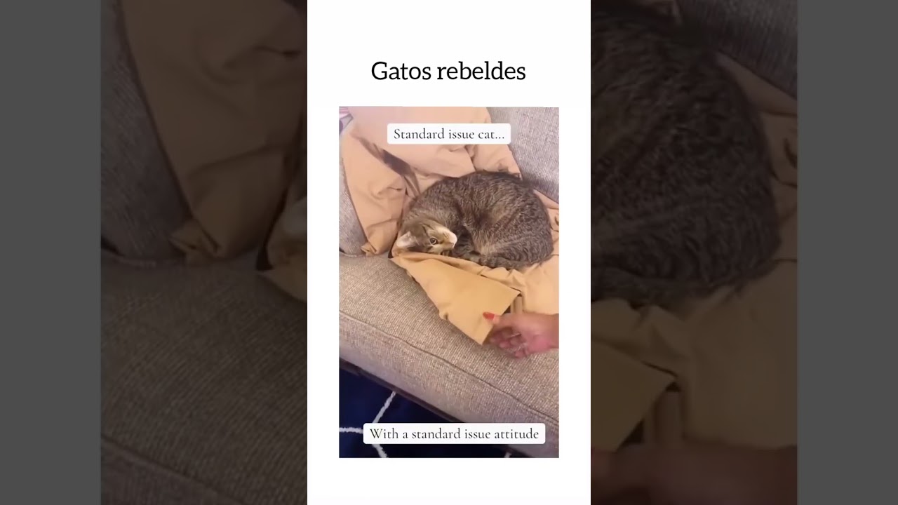 Gatos rebeldes #shorts