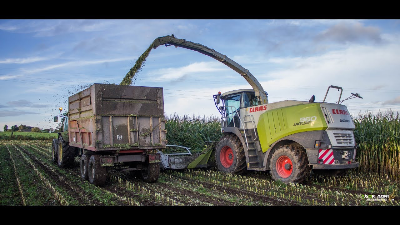 Ensilage 2019 | Claas Jaguar 960 - 10 Rangs 3x Remorques