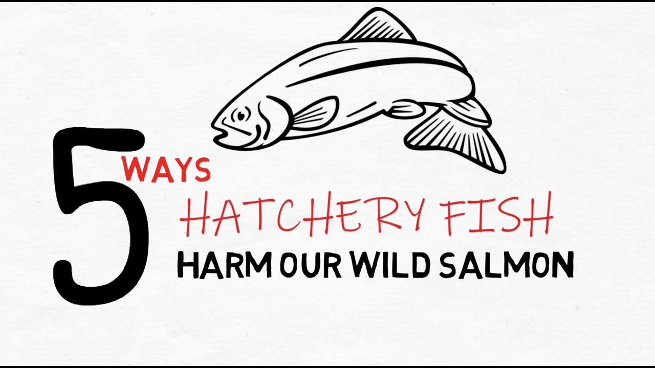 5 Ways Hatchery Fish Harm Wild Salmon