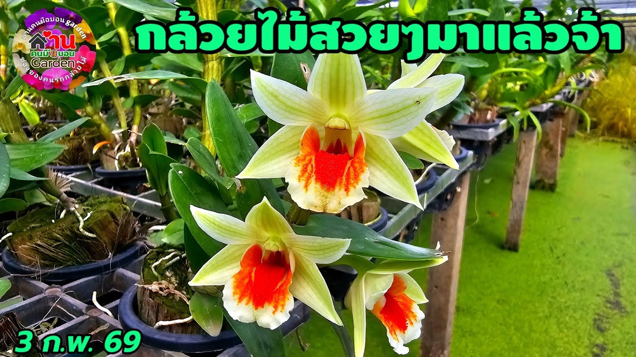 EP.805 กล้วยไม้สวยๆเข้าเพิ่ม กล้วยไม้แคทลียา กล้วยไม้ฟอร์มกอ #กล้วยไม้ #orchid 