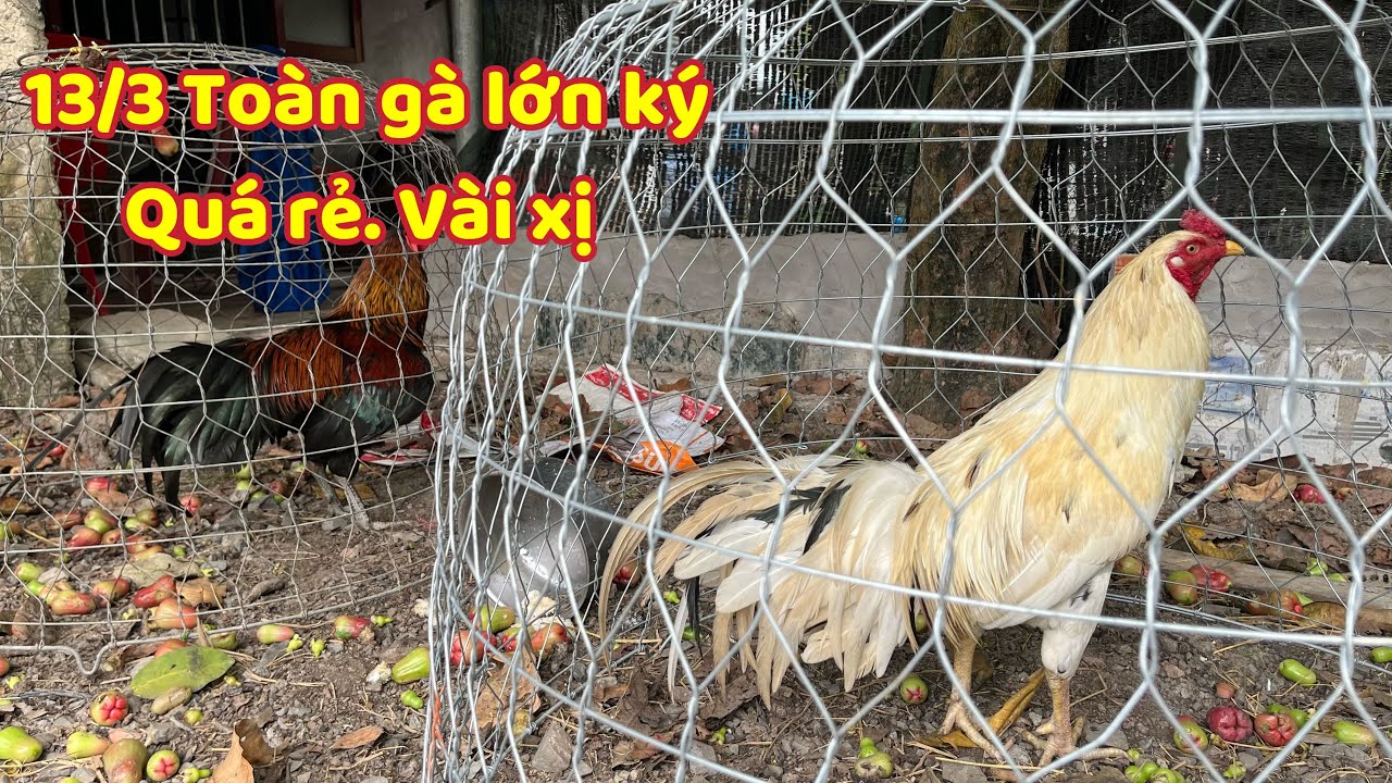 Lên Tóp Gà Đẹp Quá Ai Nhanh Tay Đem Về Chơi Mau Sài 