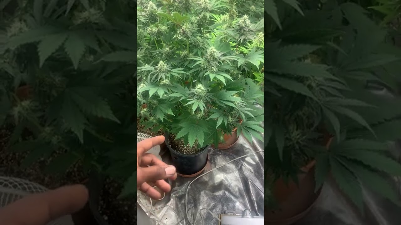 Herbie seeds review 2