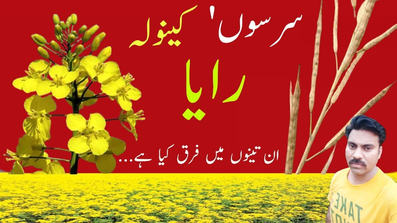 What is the difference between Mustard and Rapeseed | Raya and Canola | Abid Ali Agrarian
