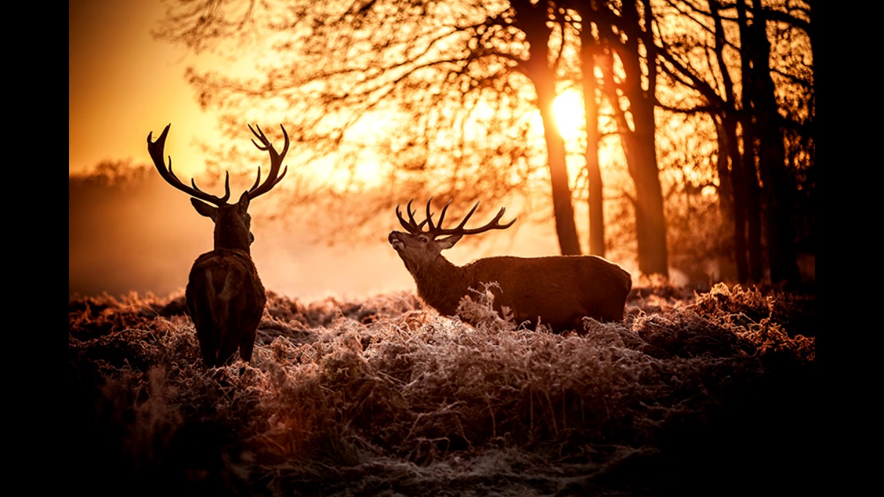 Costinel Alecsandrescu - Imi spuneau povestea cerbii