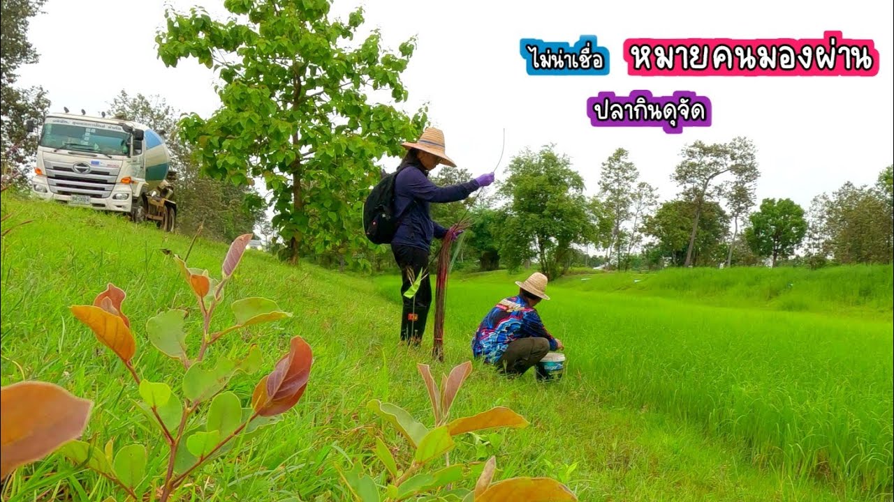 ดุจริงๆ ไม่น่าเชื่อ หมายที่คนมองผ่าน ปลาจะกินดุขนาดนี้/บ้านนาพาสุขEP.517