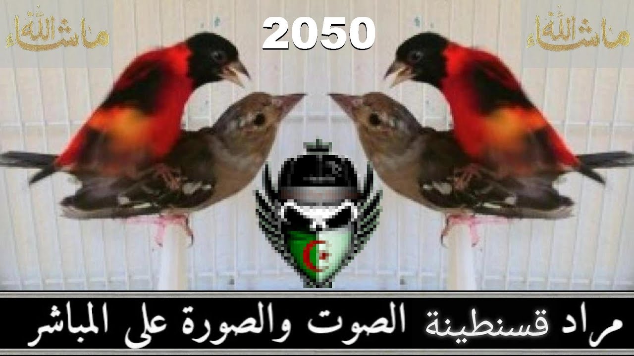 فيديو من المستقبل هدية للأحباب تزاوج ذكر  طارا فنزويلا مع أنثى البانسو نحن نسبق الزمن 2050