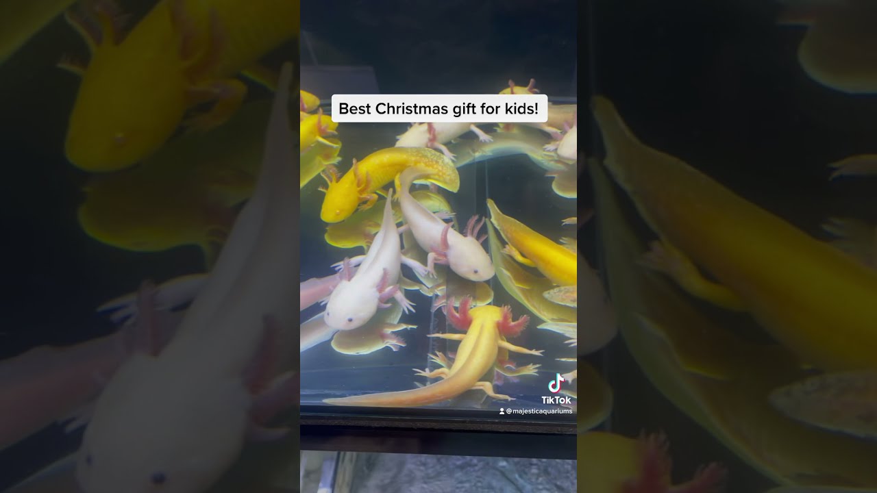 Want the best Christmas gift for kids this year! 🎁