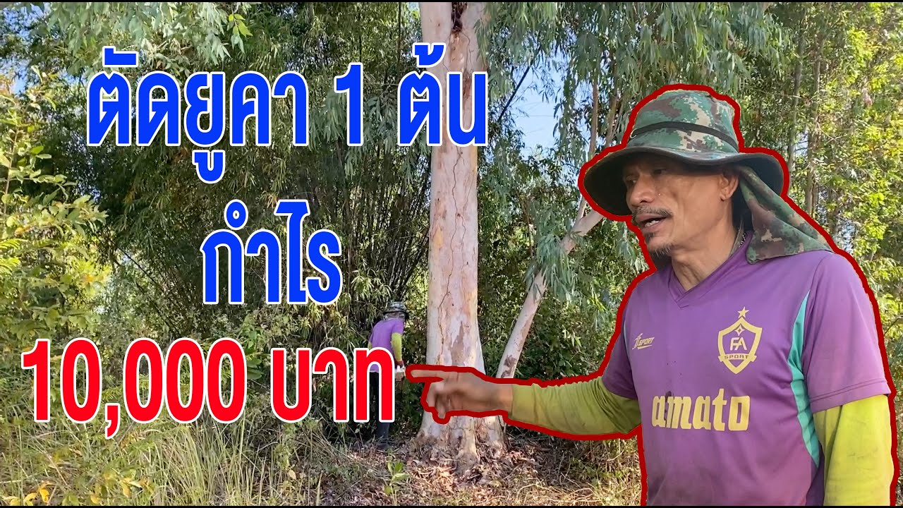 ตัดยูคา 1 ต้น กำไร 10,000 บาท
