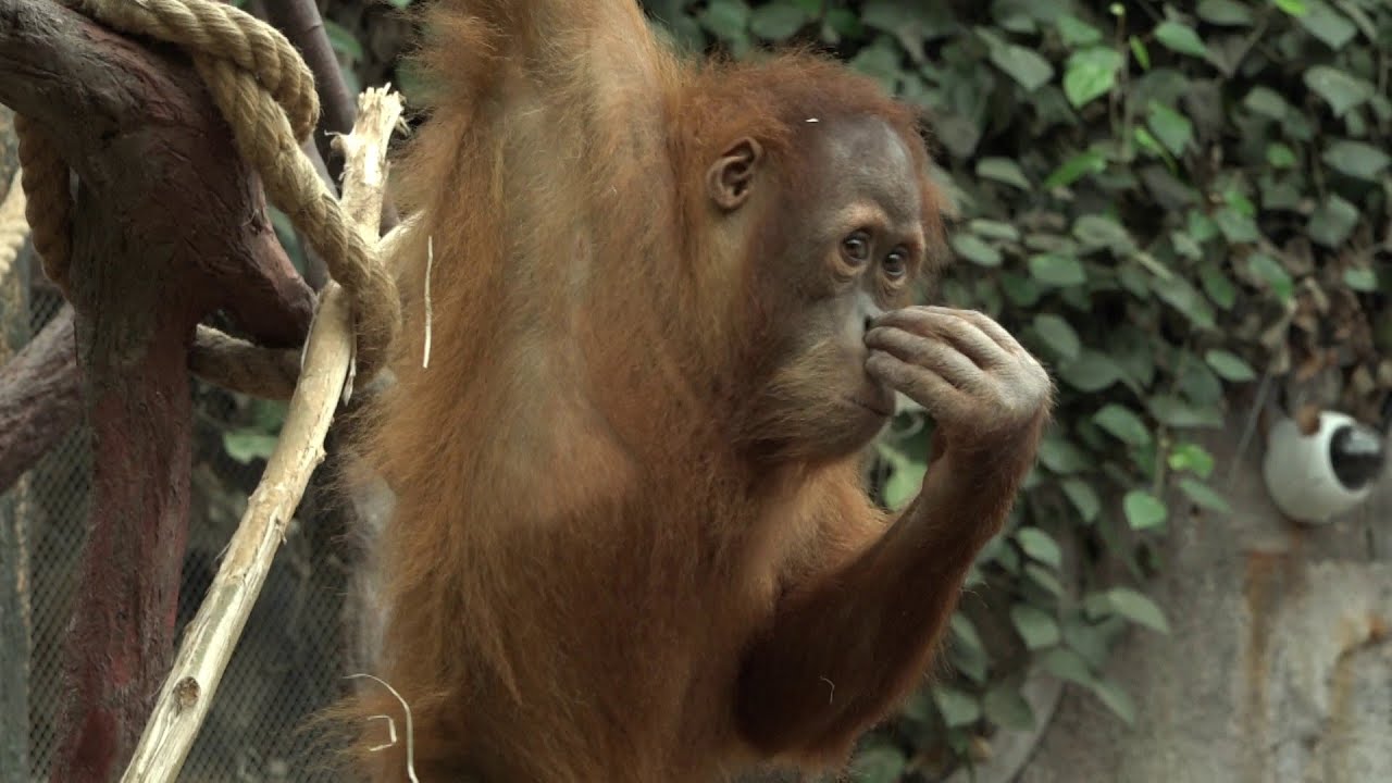 Narozeniny puberť&aacute;ka: Orangutan Kawi ze Zoo Praha slav&iacute; 5 let