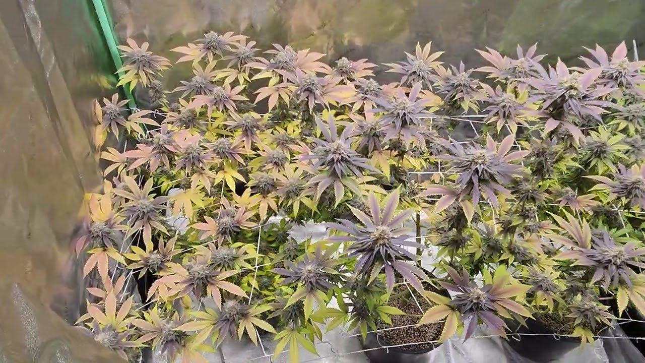 INDOOR GROW UPDATE #2- Discord Cup Grow Off . Solfire Genetics FX3 (Udder Madness x Strawberry)