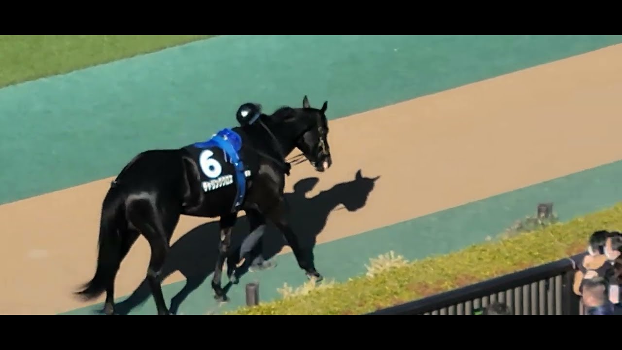 2026/02/21 東京9R フリージア賞 チャリングクロス パドック、本馬場入場の様子