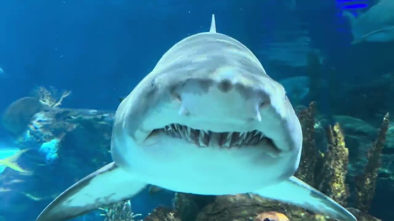 Canada - Ripley’s Aquarium of Canada in Toronto