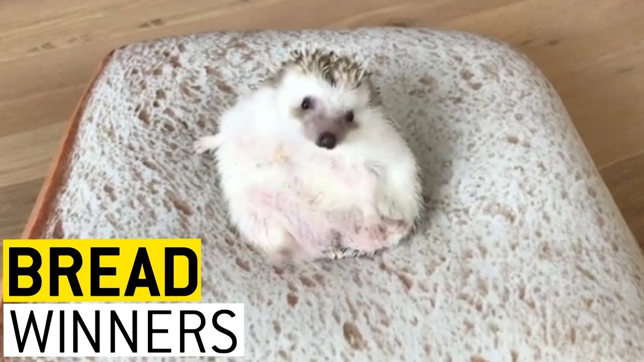 Why Not Bread? || JukinVideo