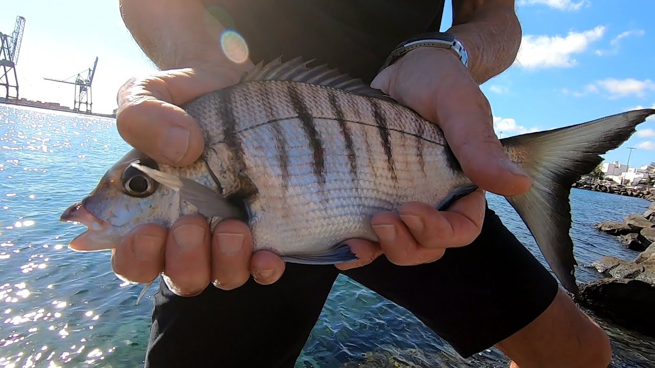 Che Spettacolo la Canna Fissa!!! [Pesca in Mare con Gamberetto e Pane]