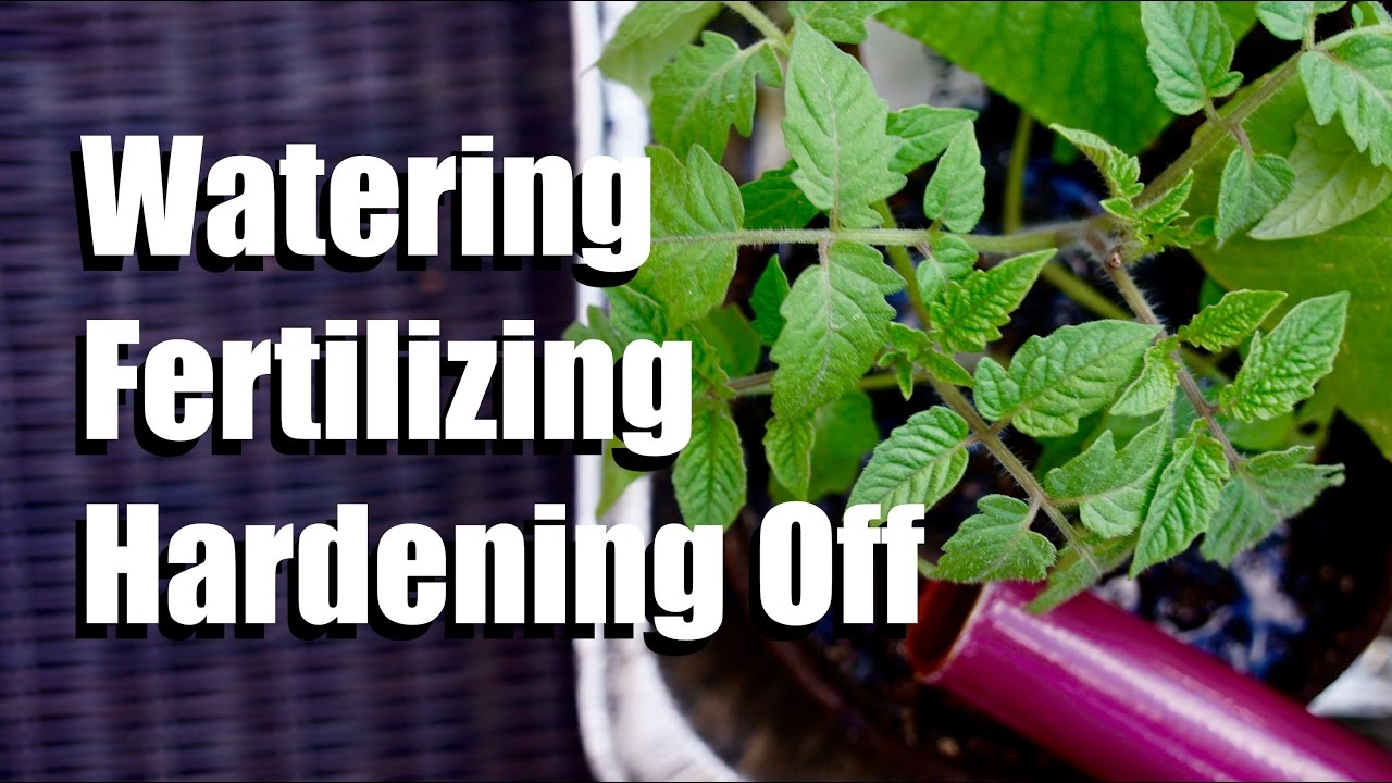 Watering, Fertilizing & Transitioning Seedlings to Outdoors // $10 Garden Series #4 (Season 2)
