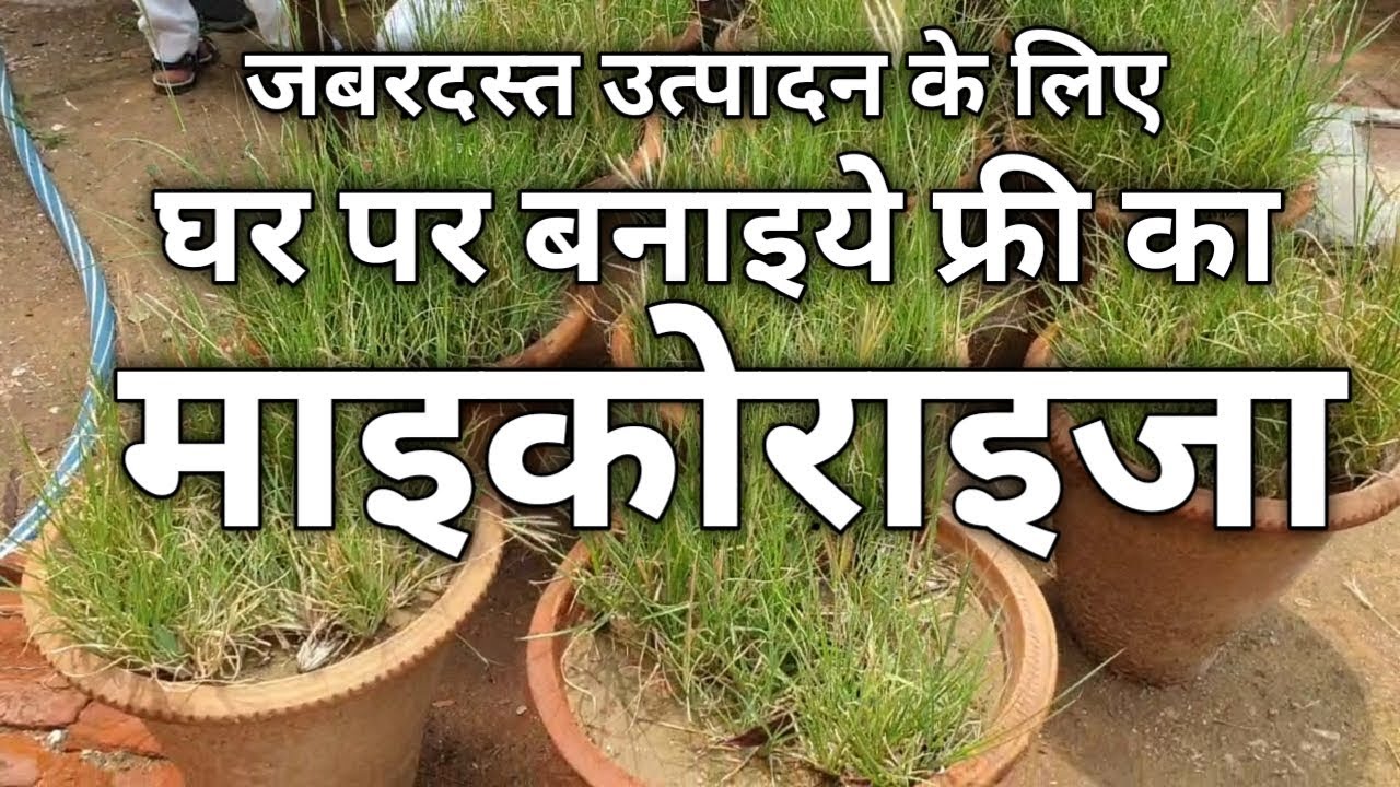 उत्पादन बढ़ाना है तो पूसा जैसा माइकोराइजा बनेगा इसी घास की जड़ो में :VAM Mycorrhiza Production at home