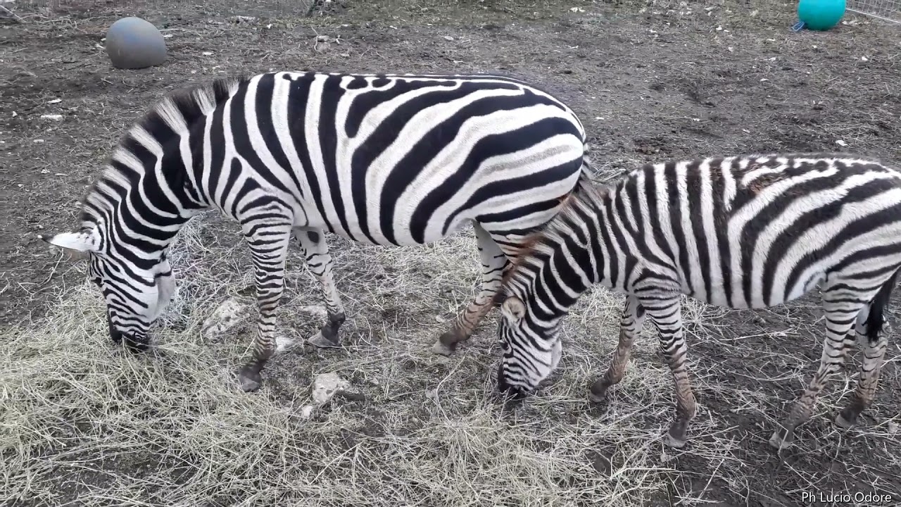 Zoo circo Maya Orfei Madagascar Monteforte Irpino (AV) novembre 2021