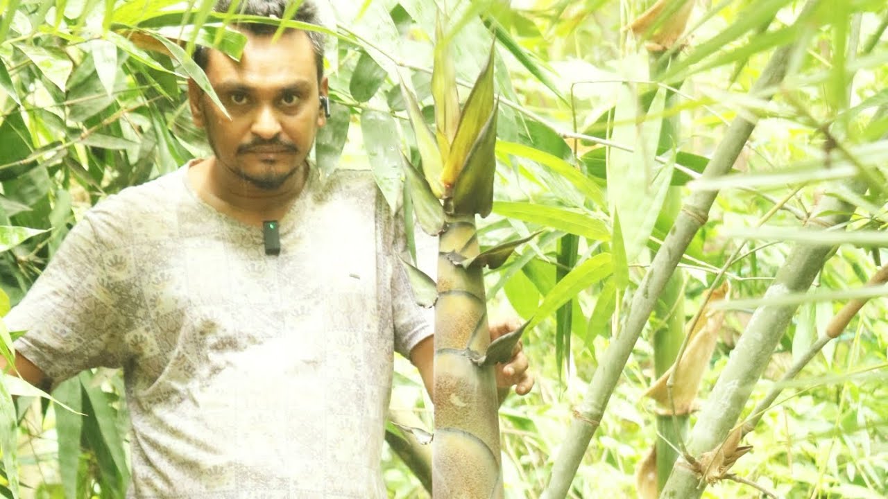 পৃথিবীর সব থেকে বড় বাশ এখন খুলনায় শেখ তারেকের বাড়ি।