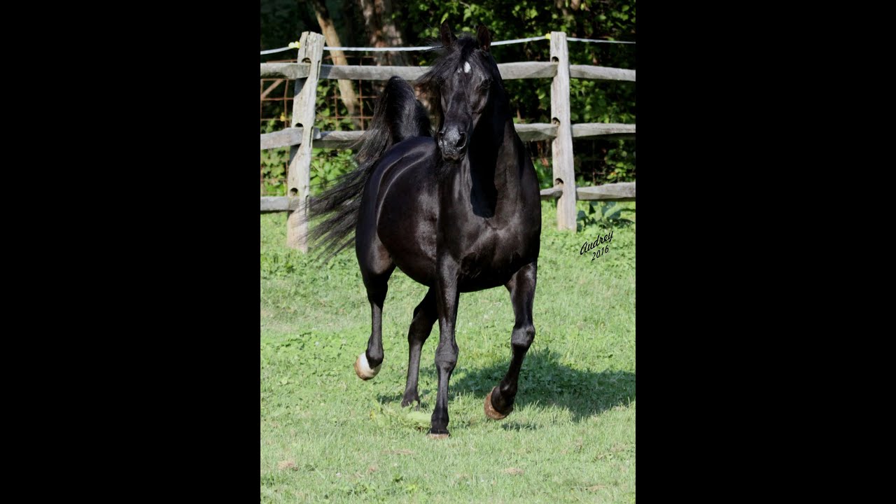Black Arabian Mare Hu-Ravens Katera at Hughes Arabians