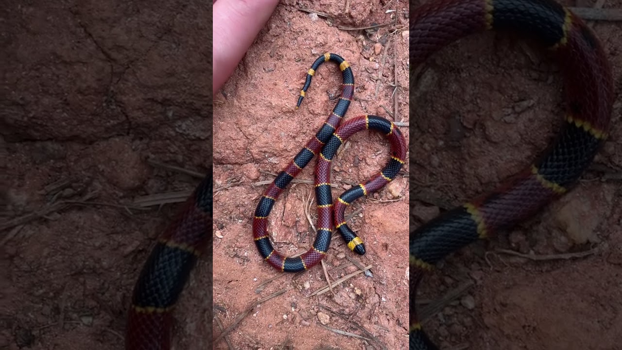 Venomous Baby Coral Snake!