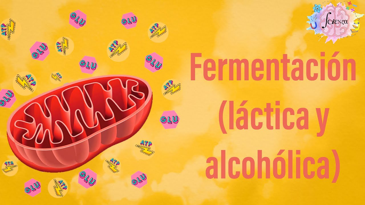 Fermentaci&oacute;n (l&aacute;ctica y alcoh&oacute;lica): Aspectos generales