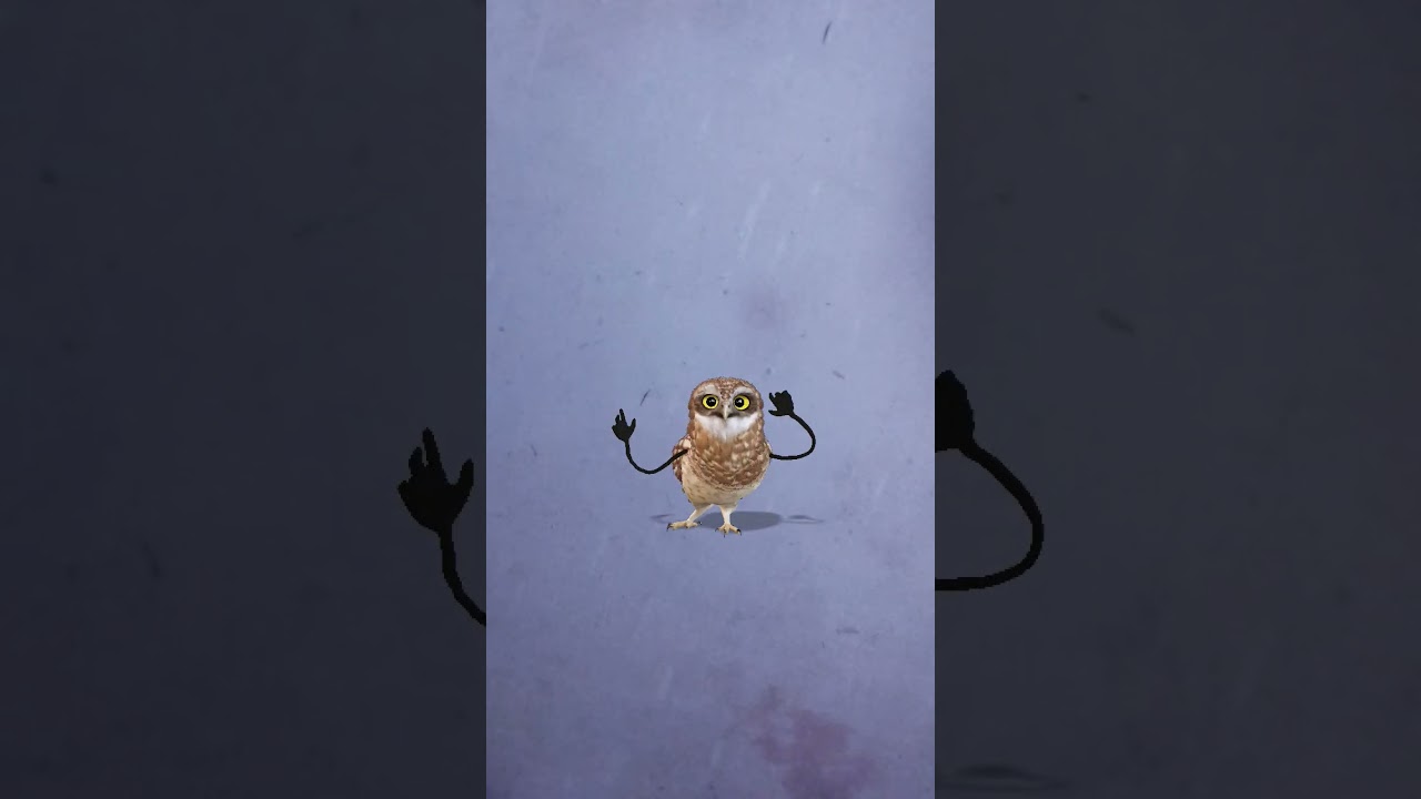 #owl