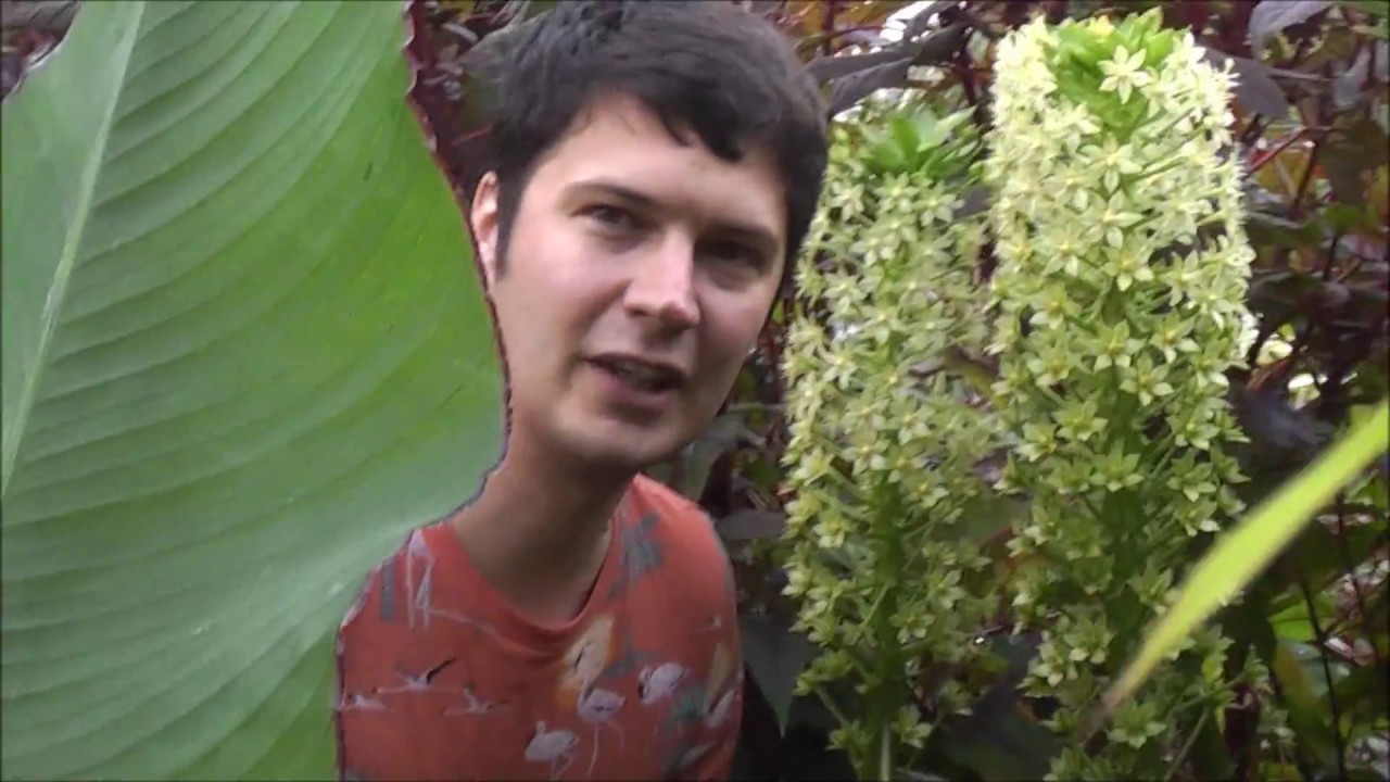 Top 12 Exotic plants for UK garden
