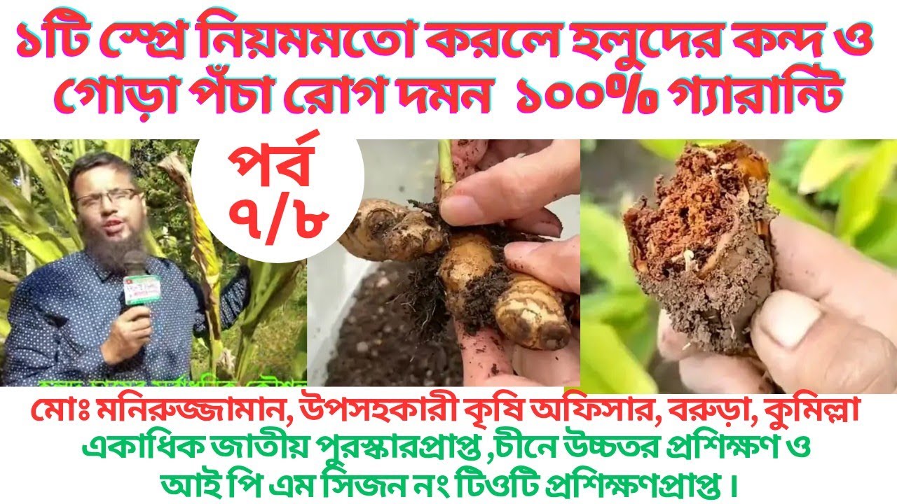 হলুদের কন্দ গোড়া পঁচা রোগ দমন। Technique To Growing Turmeric At Home।Easy Way To Control Rhizome Rot