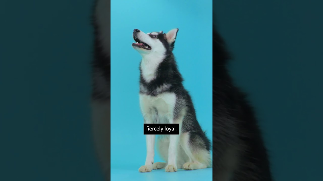 Alaskan Klee Kai Breed Info #dogs #pets #