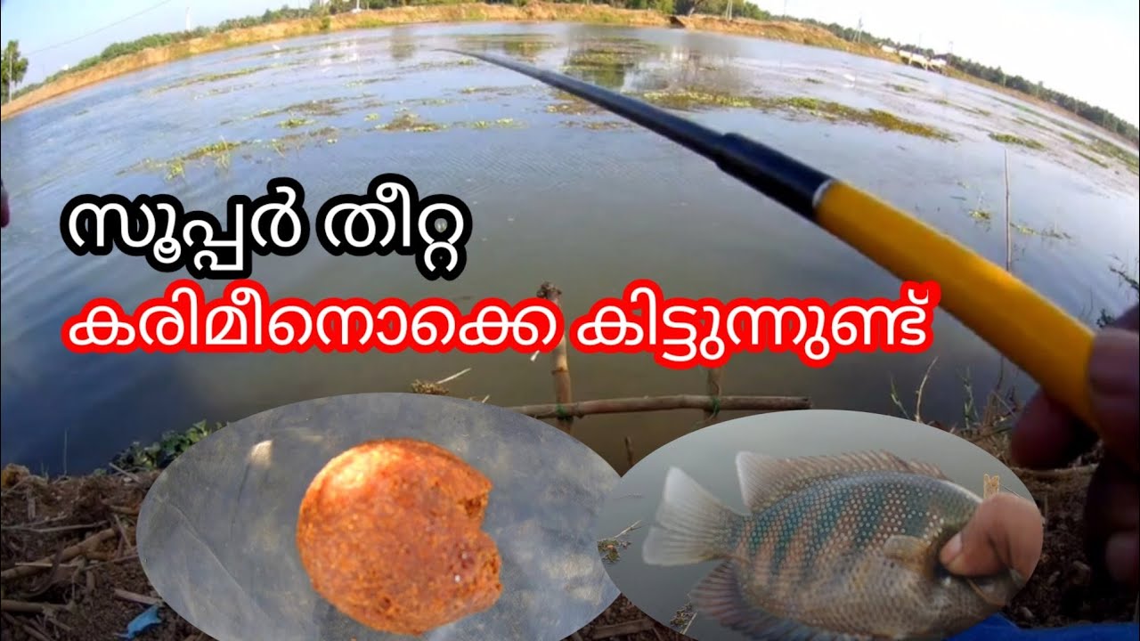 Karimeen fishing -- Best fishing baite -- Kerala fishing video