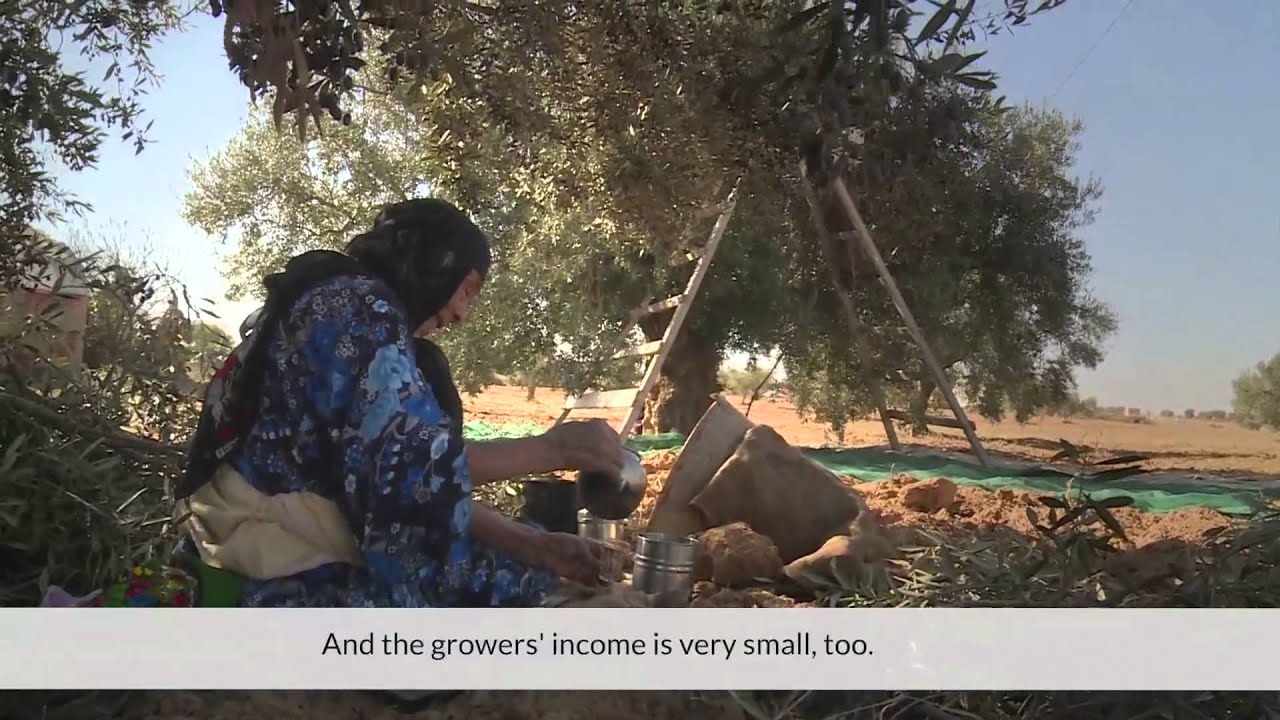 Growing Tunisia's Olive Industry