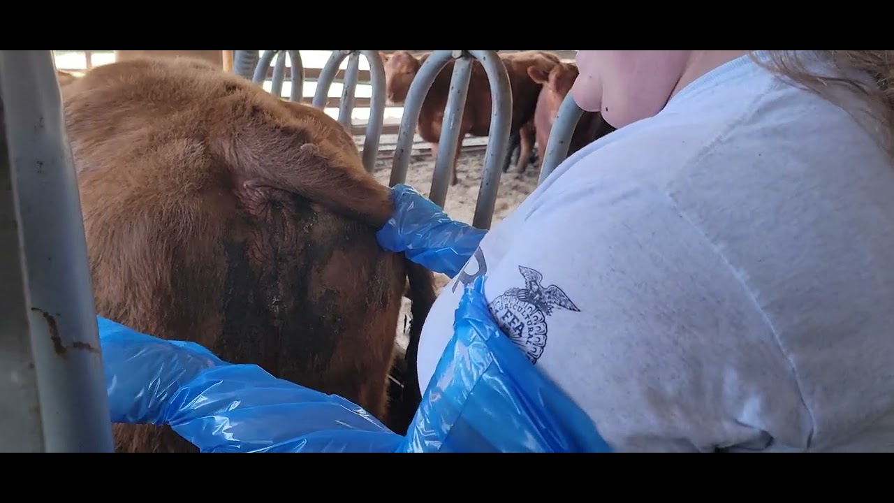 Cattle Palpation