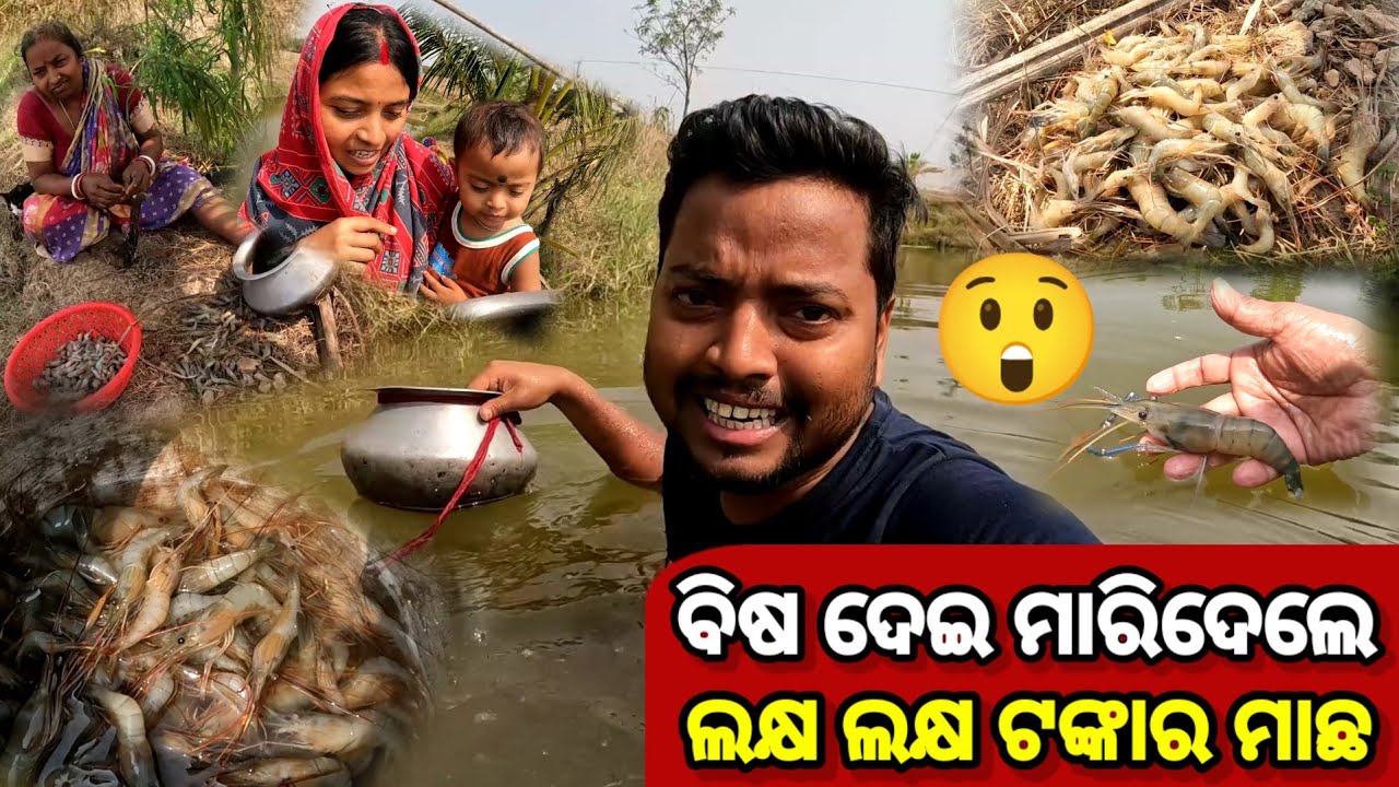 ବିଷ ଦେଇ ମାରିଦେଲେ ଲକ୍ଷ ଲକ୍ଷ ଟଙ୍କା ର ମାଛ 😭 || Fishing Vlog || Sudhansu Amita Vlog 