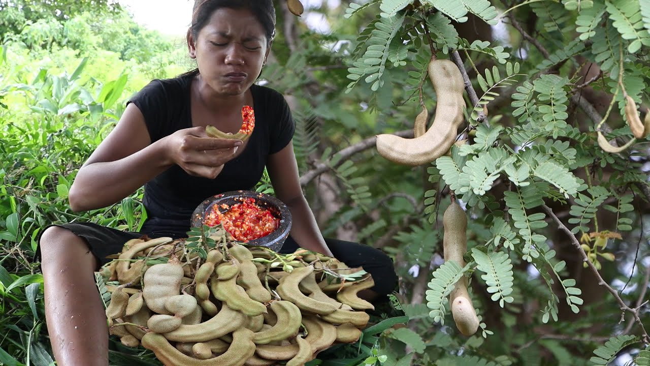 Collect green tamarind fruit for food - Green tamarind with Hot salt chili show Eating delicious