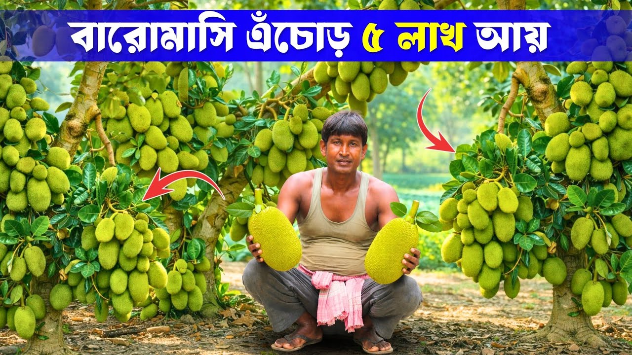 একবার লাগান, সারা বছর আয়!  বারোমাসি এঁচোড় চাষে ৫ লাখ টাকা | Echor Farming