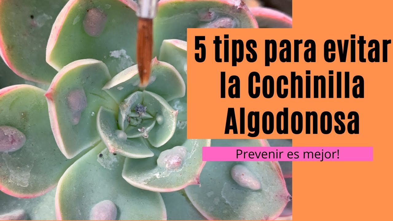 👩🏼‍🌾 5 Tips para evitar a la cochinilla algodonosa / Mejor prevenir
