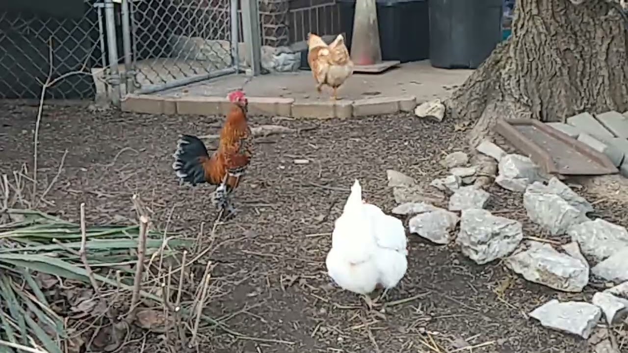 Chickens of different breeds. Not just for eating: Great pets and egg layers.