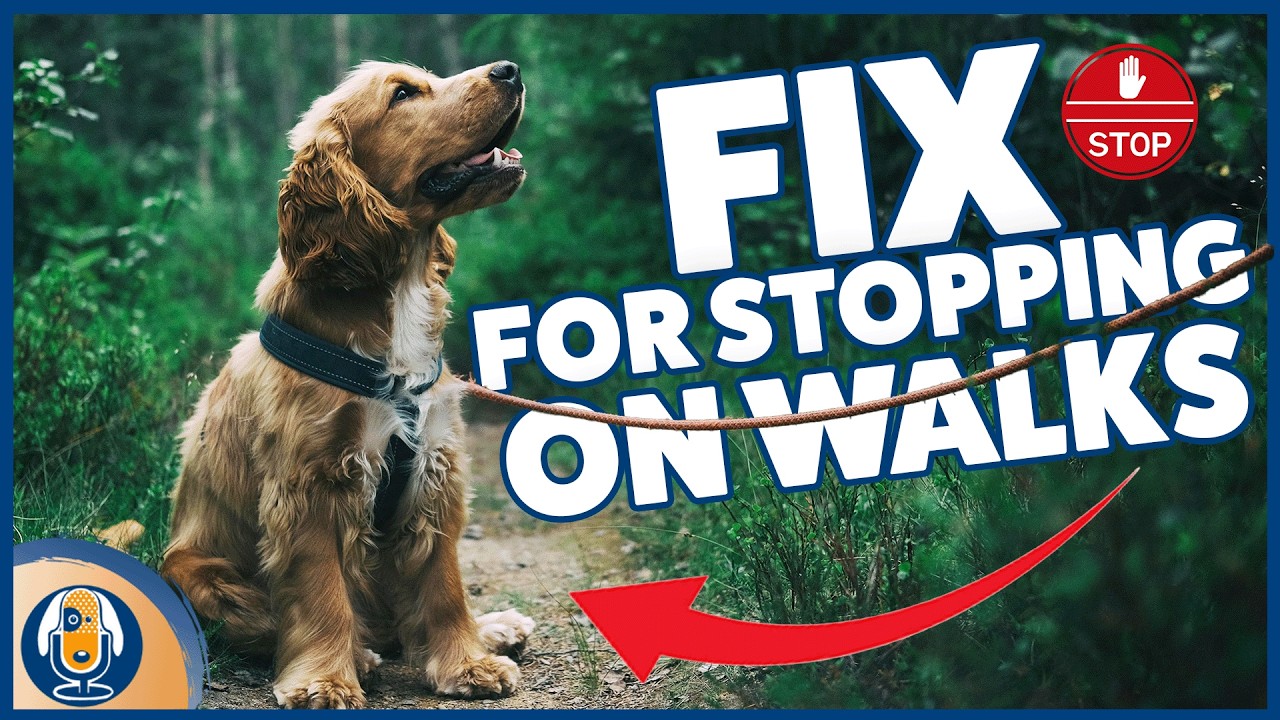 My Dog Just STOPS On Walks! Overcoming Puppy Plunking To Get Your Dog Moving #285 #podcast