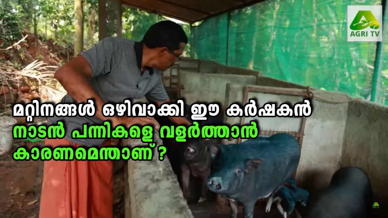 മറ്റിനങ്ങൾ ഒഴിവാക്കി ഈ കർഷകൻ നാടൻ പന്നികളെ വളർത്താൻ കാരണമെന്താണ് ?