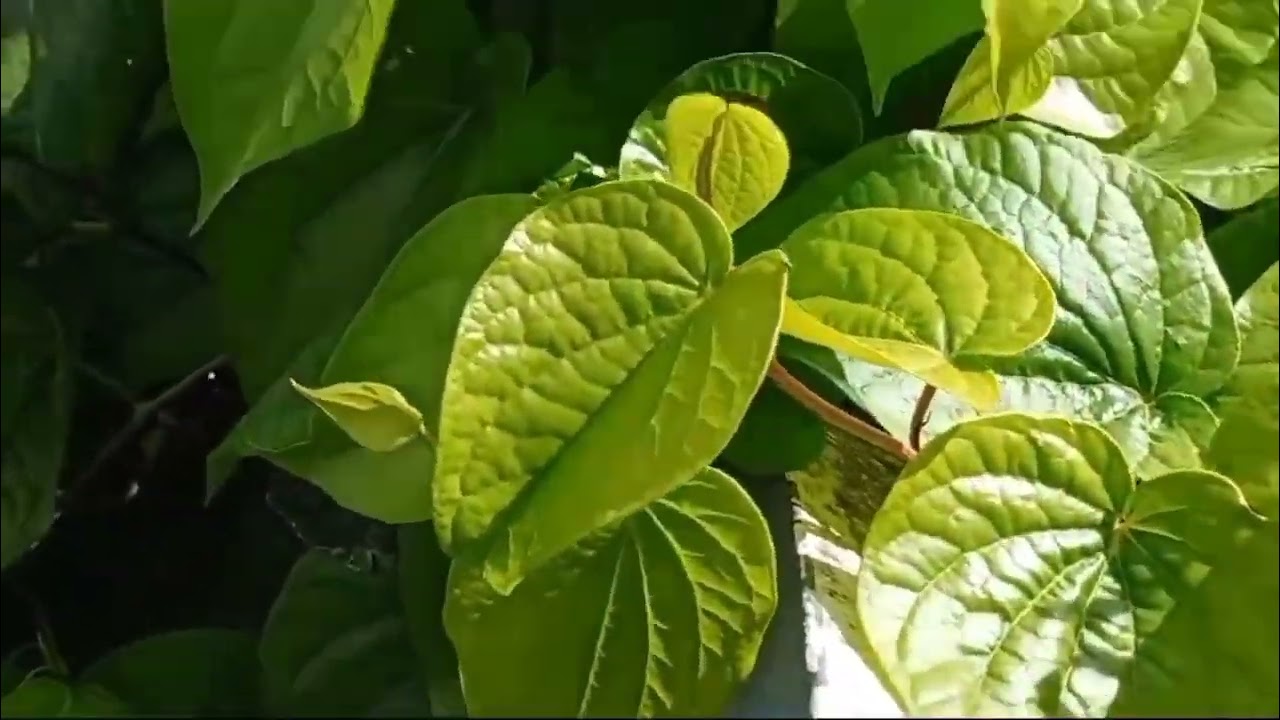 Home garden -The Verdant Beauty of Betel Vine #gardening #herbalplant