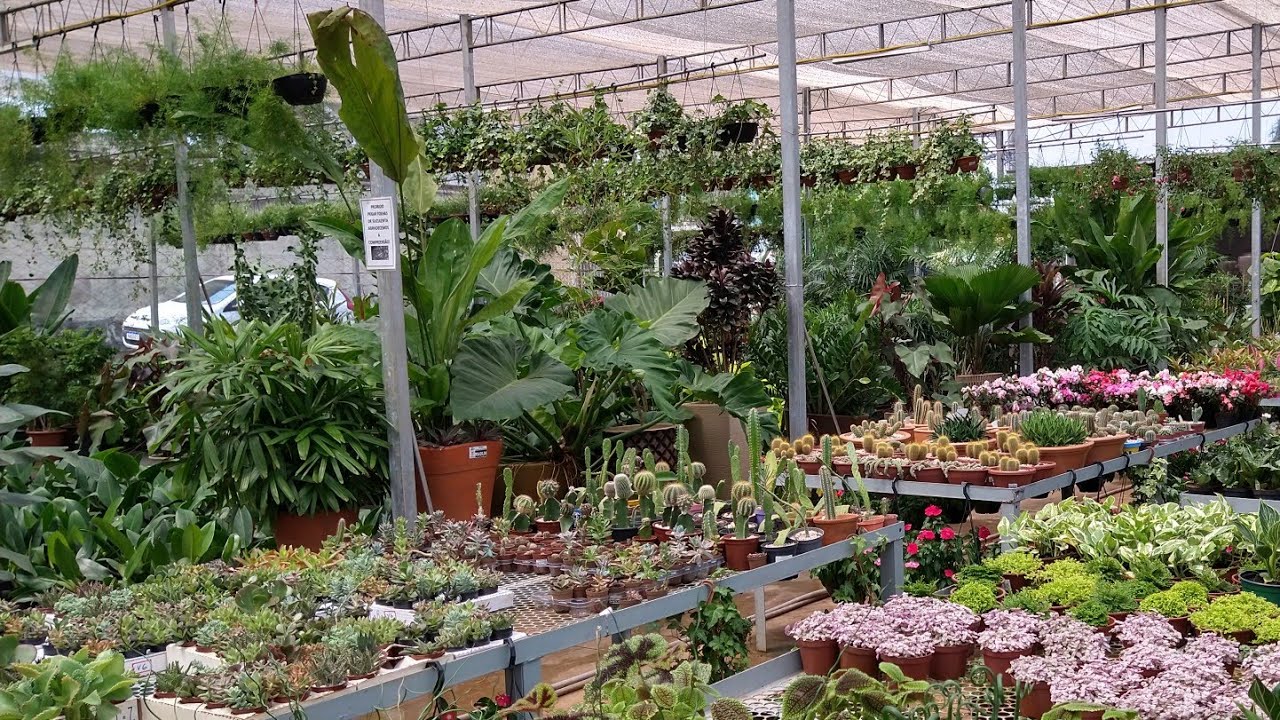 Visita Ao Viveiro Goiás/ Plantas Lindíssimas & Raras